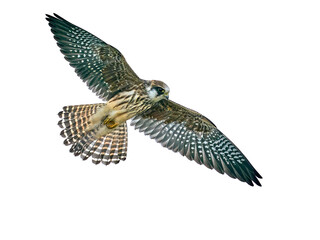 Red-footed falcon (Falco vespertinus)