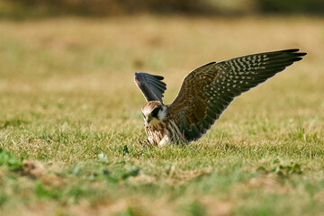 Red-footed falcon (Falco vespertinus)