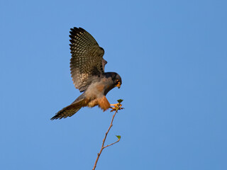 Red-footed falcon (Falco vespertinus)