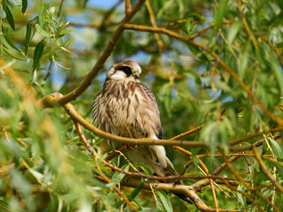 Red-footed falcon (Falco vespertinus)