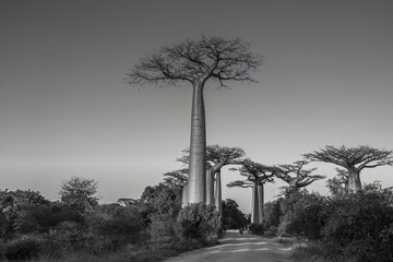Black white picture at the avenue with the Baobab trees allee near Morondava in Madagascar
