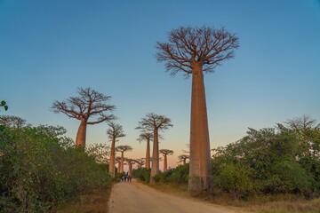 Fototapeta na wymiar Sunset at the avenue with the Baobab trees allee near Morondava in Madagascar