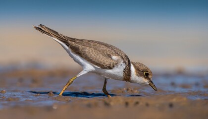 Little Ringed Plover (Charadrius dubius) is a cute species found in many wetlands around the world. It is a common wetland bird in Turkey.
