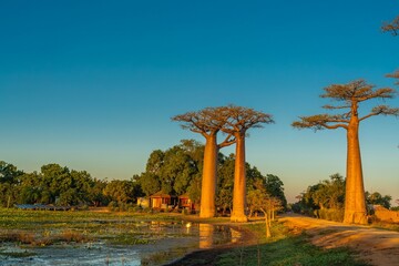 Sunset at the avenue with the Baobab trees allee near Morondava in Madagascar