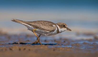Little Ringed Plover (Charadrius dubius) is a cute species found in many wetlands around the world. It is a common wetland bird in Turkey.