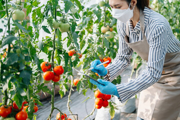 Asian woman agriculture uses production control tablets to monitor quality vegetables and tomato at greenhouse. Smart farmer using a technology for studying .