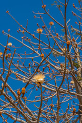 Blooming Baobab flowers on the branch, background blue sky. vertical