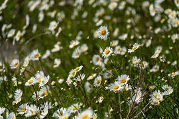 Daisy Chamomile background. Beautiful nature scene with blooming chamomilles in sun flare. Sunny day. Summer flowers.
