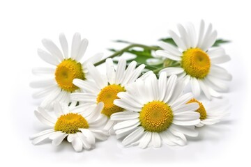 White daisy 