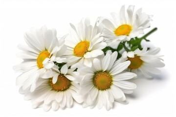 Fototapeta na wymiar White daisy 