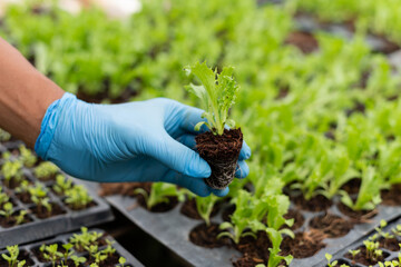 Closeup of a man hands gardening lettuce in farm