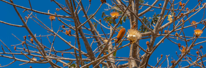 Blooming Baobab flowers on the branch, background blue sky. panorama