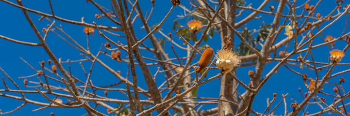 Fototapeten Blooming Baobab flowers on the branch, background blue sky. panorama © ggfoto