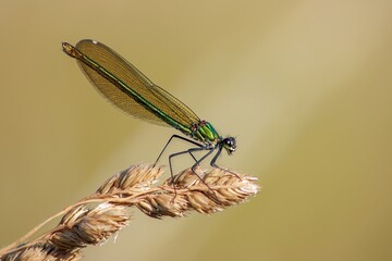 Gebänderte Prachtlibelle Weibchen
