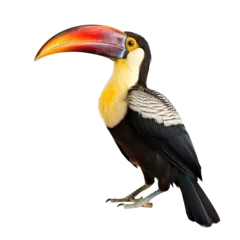 Crédence de cuisine en verre imprimé Toucan toucan