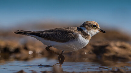 Little Ringed Plover (Charadrius dubius) is a cute species found in many wetlands around the world. It is a common wetland bird in Turkey.