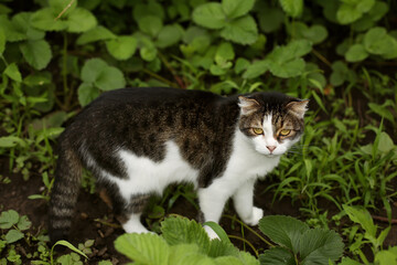 a three-colored young cat stands in a green garden and looks at the camera
