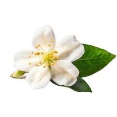 Obraz na płótnie Canvas white frangipani flower 