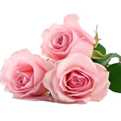 Beautiful pink rose
