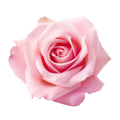 Beautiful pink rose
