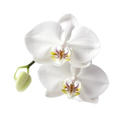 Obraz na płótnie Canvas white orchid