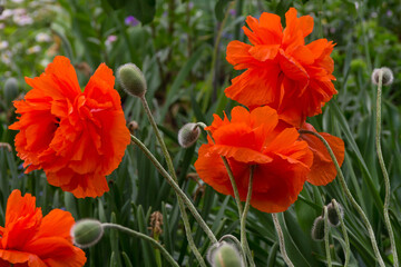 Beautiful blooming red poppies in the garden. Close-up.