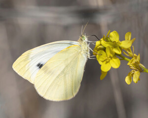 Cabbage White feeding on  mustard flower. Palo Alto Baylands, Santa Clara County, California.