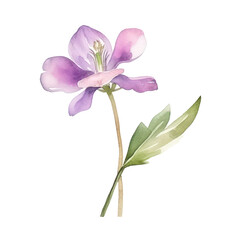 Naklejka na ściany i meble Watercolor botanical spring flower,purple flower