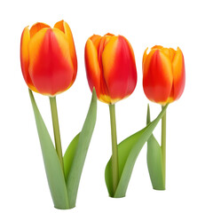 Beautiful tulips flower