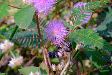 Giant Bee, Animal closeup, Macro photo of Wallace's Giant Bee (Megachile Pluto) sucking nectar from...