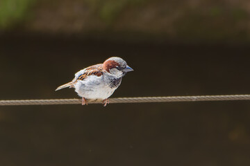 House Sparrow perched on a wire
