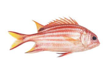 Soldier fish or squirrelfish isolated on white background.