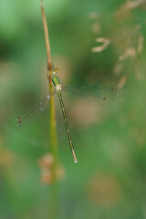 Vertical closeup on a Small emerald spreadwing damselfly, Lestes virens