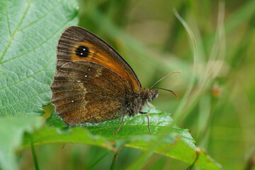 Closeup on a colorful Orange Gatekeeper buttterfly , Pyronia tithonus sitting on a green leaf