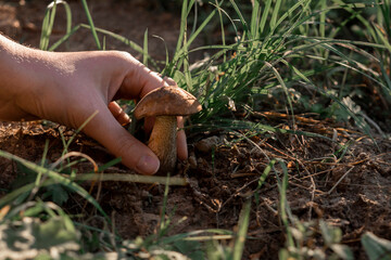 Hand picking mushroom, mushroom picking concept,walking in the woods, mental health.