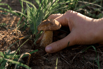 Hand picking mushroom, mushroom picking concept,walking in the woods, mental health.