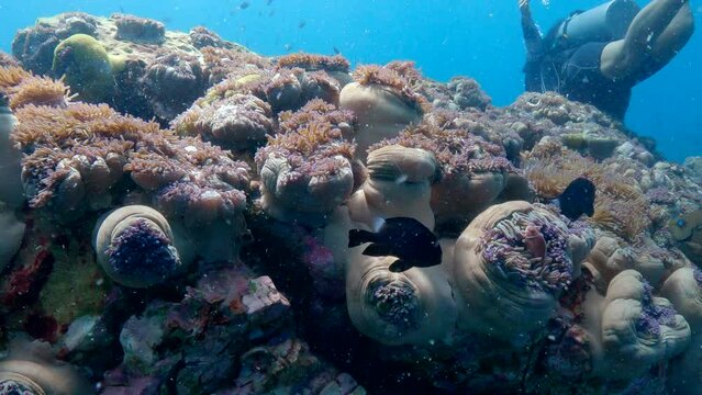 Under water film from Thailand - close up of anemones and corals amidst small black fish - with two scuba divers swimming behind the reef