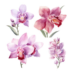 orchid flower set watercolor vector illustration.isolated white background. wedding invitation, print, sublimation, mug, tshirt, tumbler
