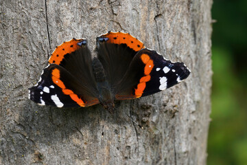 Fototapeta na wymiar Closeup on a colorful red Admiral butterfly , Vanessa atalanta, warming up on a tree trunk with spread wings