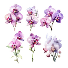 orchid flower set watercolor vector illustration.isolated white background. wedding invitation, print, sublimation, mug, tshirt, tumbler