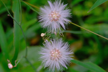 Wild Blow ball , Plants closeup, Macro photo of two dandelion flowers or blow ball (Taraxacum Officinale) blooming side by side, photographed using a macro lens, Bandung - Indonesia. Macro