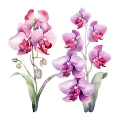 orchid flower set watercolor vector illustration.isolated white background. wedding invitation, print, sublimation, mug, tshirt, tumbler