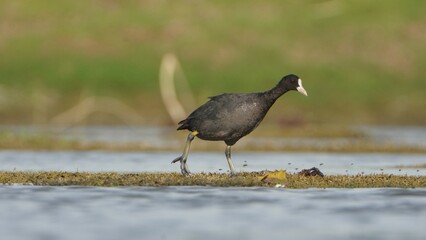 Tiruchirapalli,Tamilnadu, india-june 23 2023 black duck search food on the water