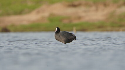 Fototapeta premium Tiruchirapalli,Tamilnadu, india-june 23 2023 black duck on the water 