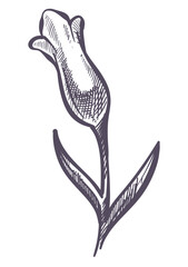 Lavender flower blossom, tropical flora sketch