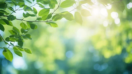 Fotobehang blur background of green tree with sky bokeh nature © Aura