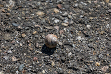 Weinbergschnecke