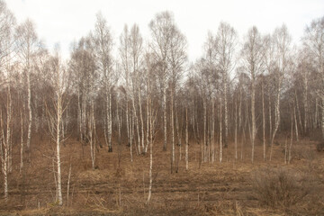 Birch forest in early spring. Early spring forest. Early spring forest. the first warm days