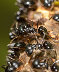 Close-up of ants on plants.