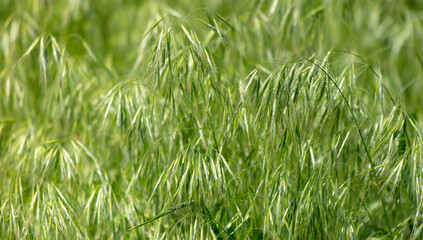Small green ears on the grass as a background. Nature